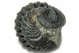 Wide Enrolled Morocops Trilobite - Morocco #323222-1